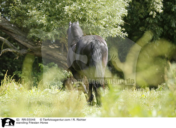 standing Friesian Horse / RR-55046