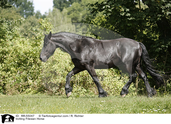 trotting Friesian Horse / RR-55047