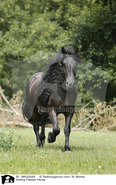 trotting Friesian Horse / RR-55048