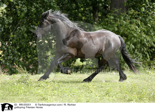 galloping Friesian Horse / RR-55051