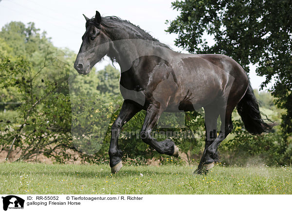 galloping Friesian Horse / RR-55052