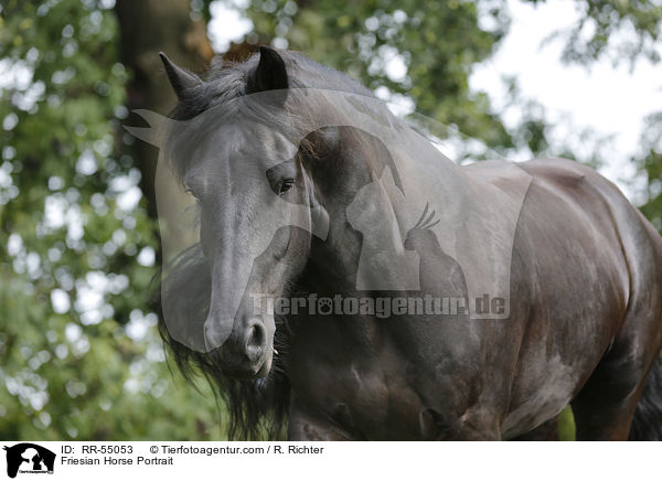 Friesian Horse Portrait / RR-55053