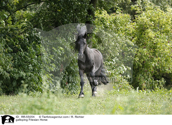 galloping Friesian Horse / RR-55054