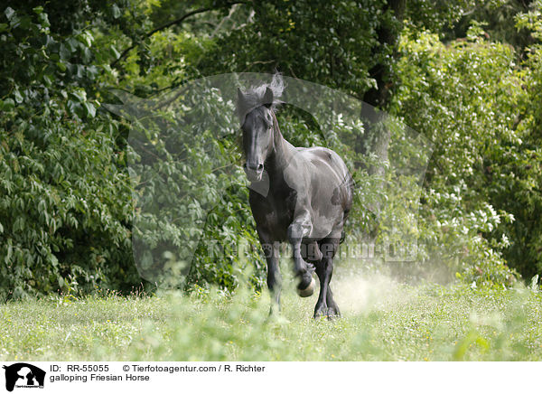 galloping Friesian Horse / RR-55055