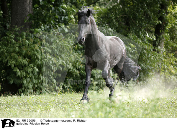 galloping Friesian Horse / RR-55056