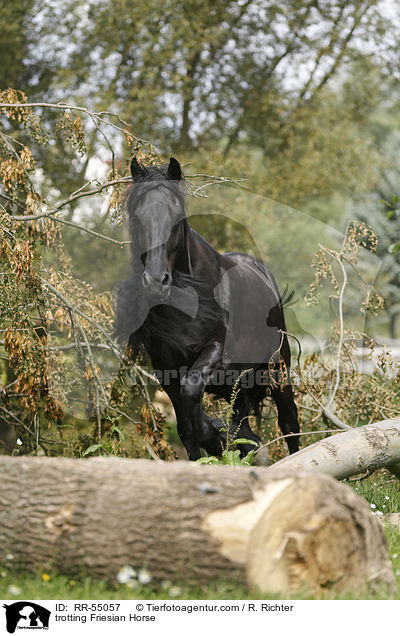 trotting Friesian Horse / RR-55057