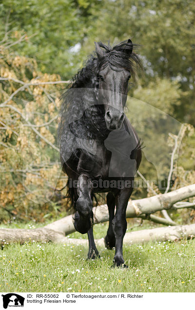 trotting Friesian Horse / RR-55062