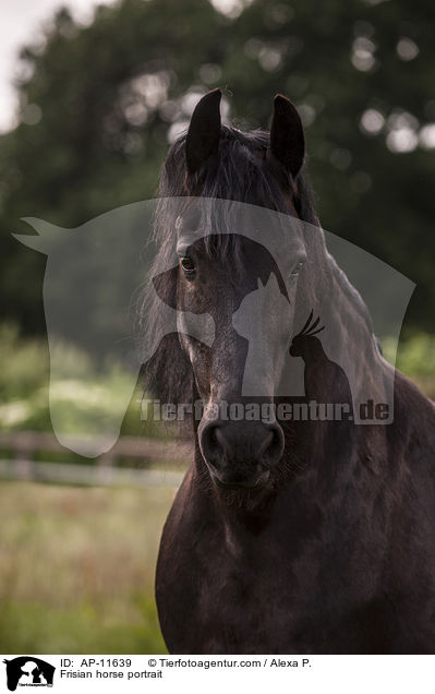 Frisian horse portrait / AP-11639