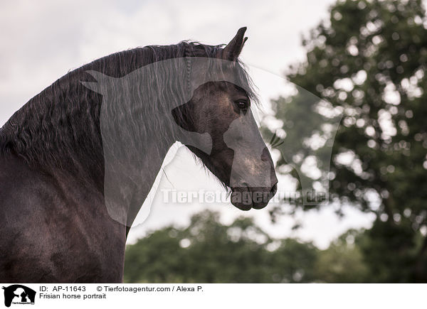 Frisian horse portrait / AP-11643