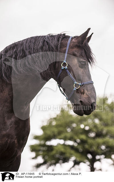 Frisian horse portrait / AP-11645