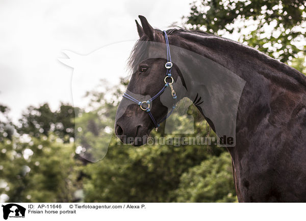 Frisian horse portrait / AP-11646