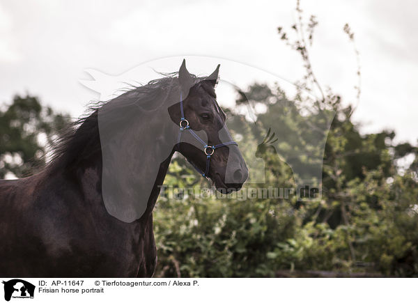 Frisian horse portrait / AP-11647