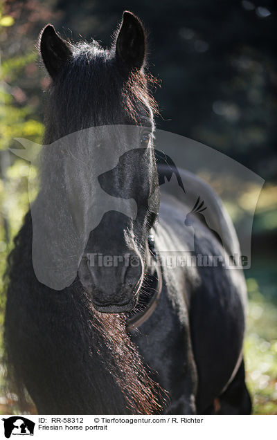 Friesian horse portrait / RR-58312
