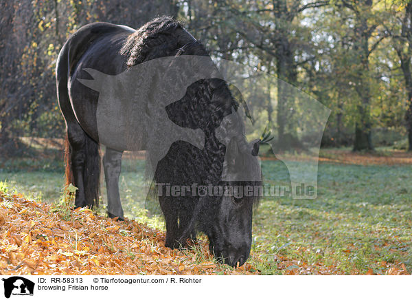 browsing Frisian horse / RR-58313