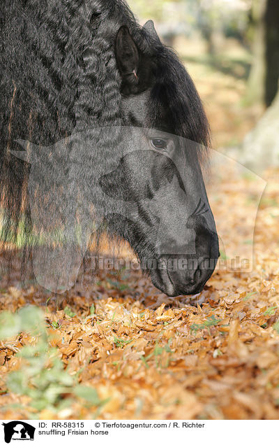 snuffling Frisian horse / RR-58315