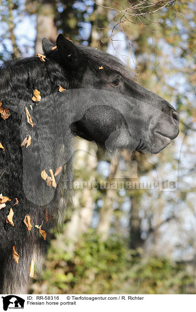 Friesian horse portrait / RR-58316