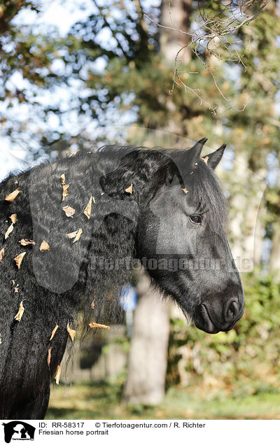 Friesian horse portrait / RR-58317