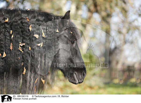 Friesian horse portrait / RR-58319