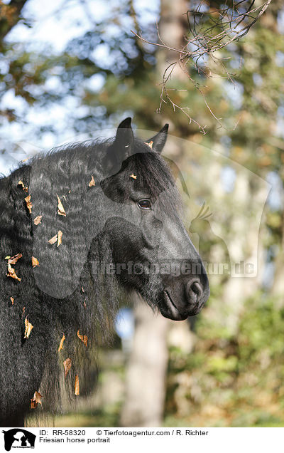 Friesian horse portrait / RR-58320