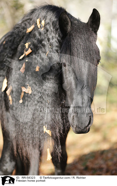 Friesian horse portrait / RR-58323