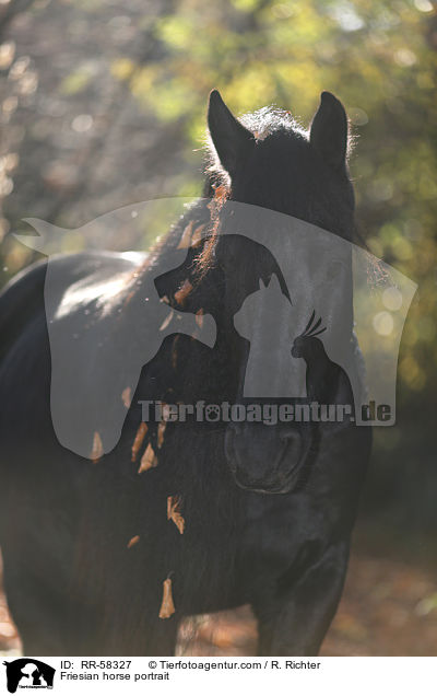Friese Portrait / Friesian horse portrait / RR-58327