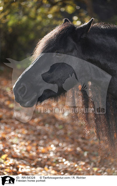 Friesian horse portrait / RR-58328