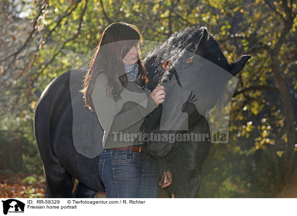 Friesian horse portrait / RR-58329