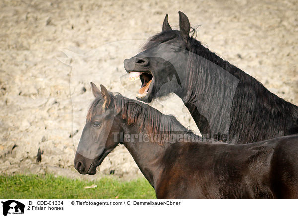 2 Frisian horses / CDE-01334