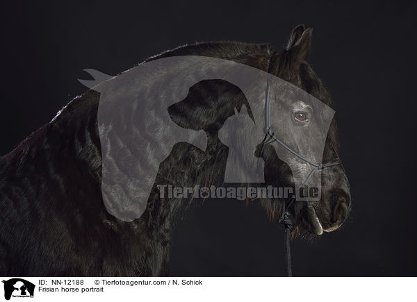 Frisian horse portrait / NN-12188
