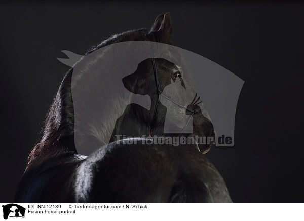 Frisian horse portrait / NN-12189