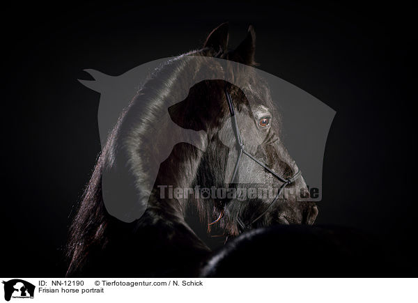 Frisian horse portrait / NN-12190