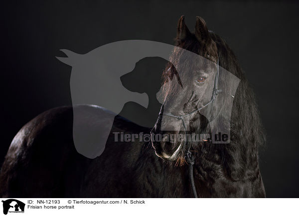 Frisian horse portrait / NN-12193