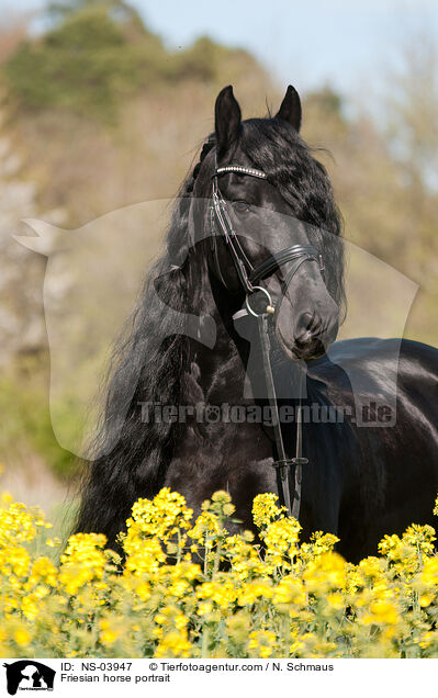 Friesian horse portrait / NS-03947