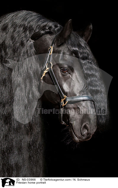 Friesian horse portrait / NS-03966
