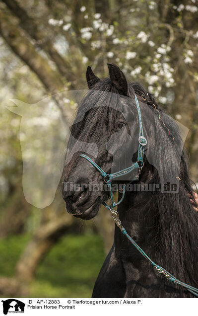 Frisian Horse Portrait / AP-12883