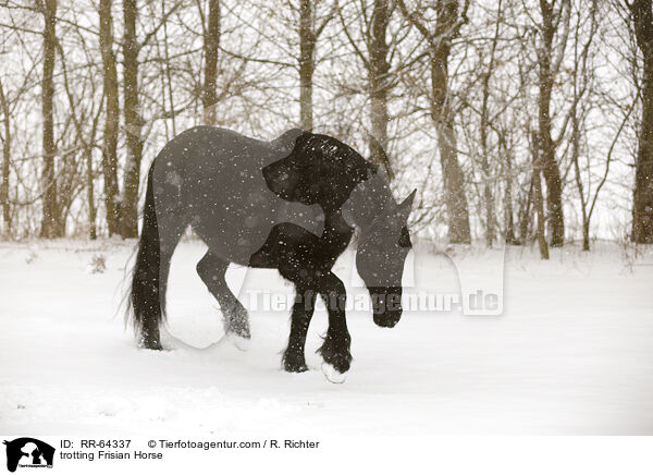 trabender Friese / trotting Frisian Horse / RR-64337