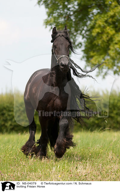 trabender Friese / trotting Frisian Horse / NS-04079