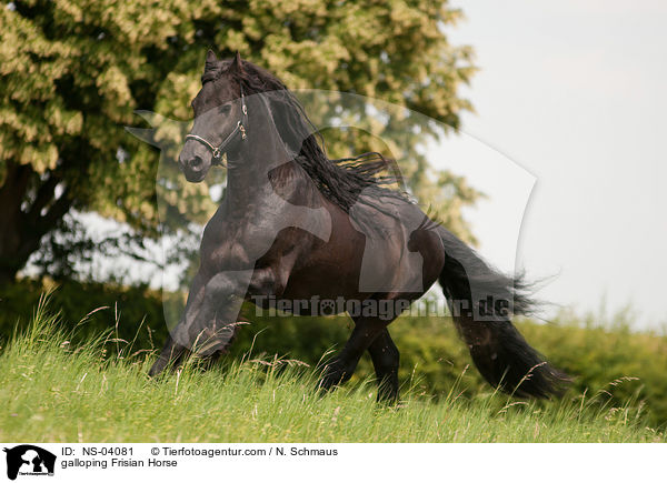 galloping Frisian Horse / NS-04081