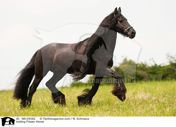 trotting Frisian Horse / NS-04082