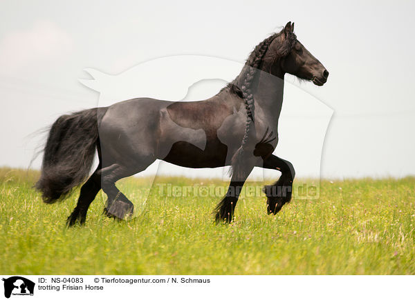 trabender Friese / trotting Frisian Horse / NS-04083