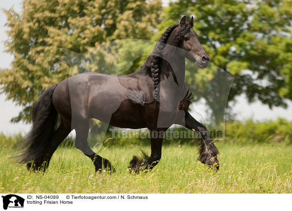 trabender Friese / trotting Frisian Horse / NS-04089