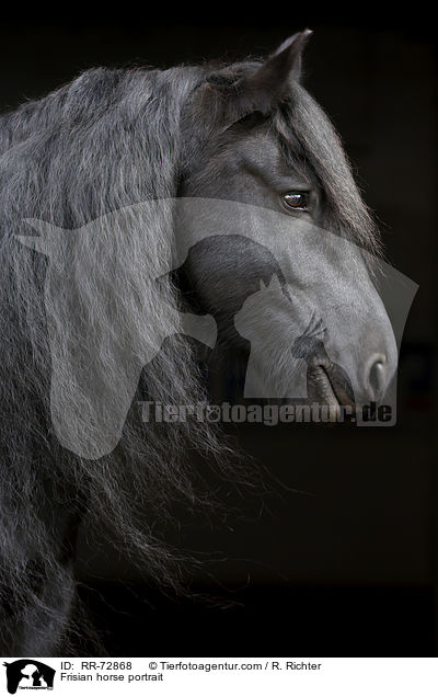 Friese Portrait / Frisian horse portrait / RR-72868