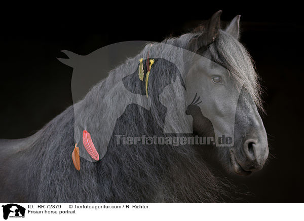 Friese Portrait / Frisian horse portrait / RR-72879