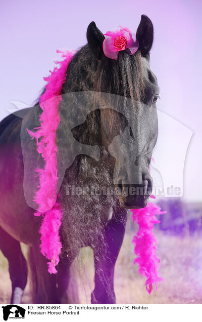 Friese Portrait / Friesian Horse Portrait / RR-85864