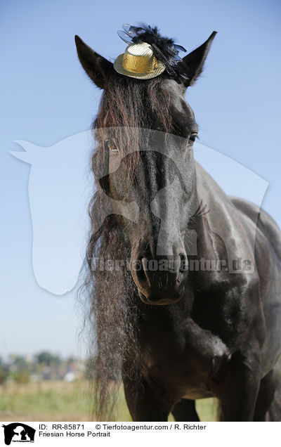 Friese Portrait / Friesian Horse Portrait / RR-85871