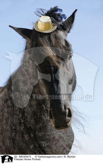 Friese Portrait / Friesian Horse Portrait / RR-85873