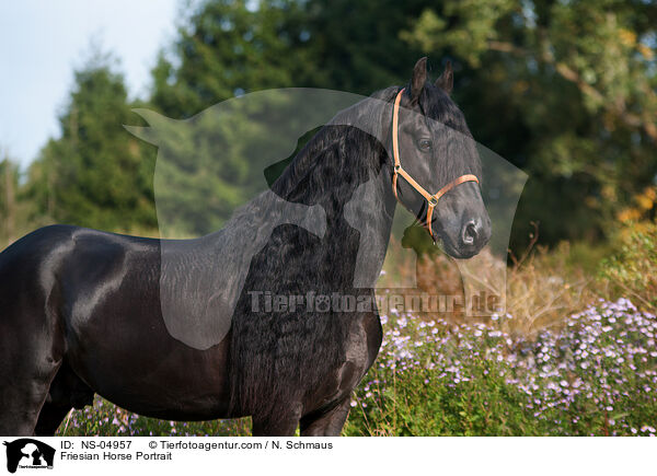 Friese Portrait / Friesian Horse Portrait / NS-04957