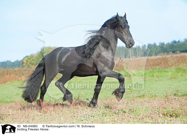 trabender Friese / trotting Friesian Horse / NS-04960