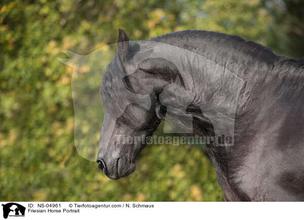 Friese Portrait / Friesian Horse Portrait / NS-04961