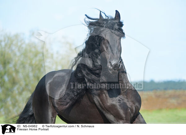 Friese Portrait / Friesian Horse Portrait / NS-04962